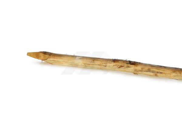 Robinia geschild 14-16cm